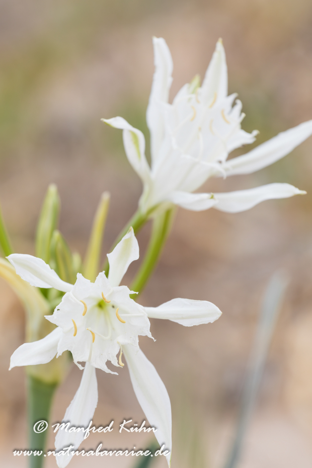 Trichternarzisse (Dünen-)_0021
