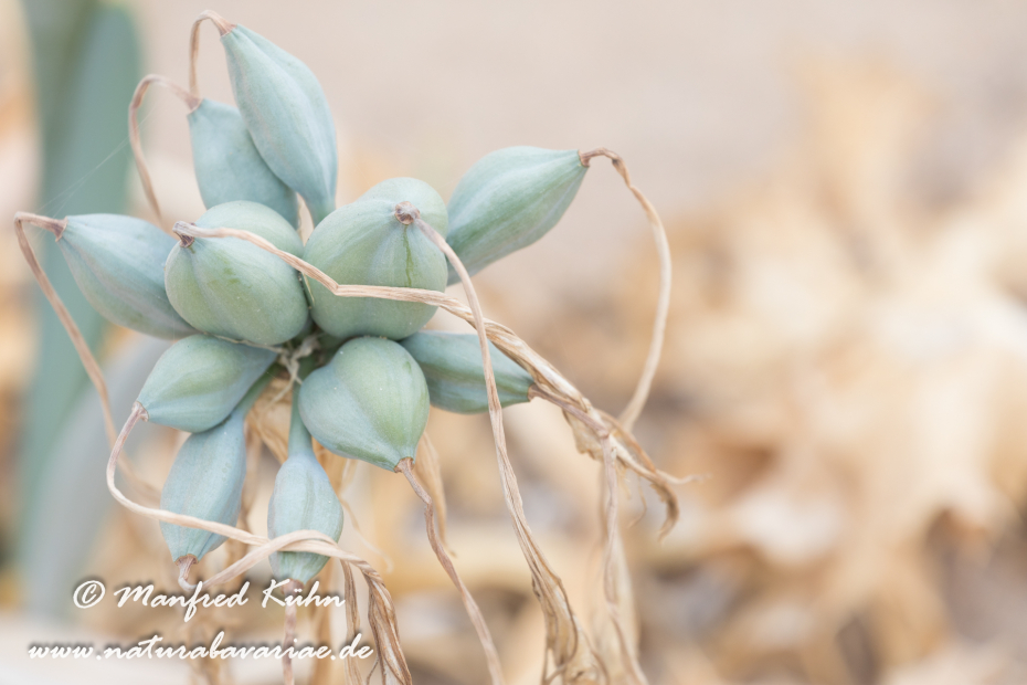 Trichternarzisse (Dünen-)_0022