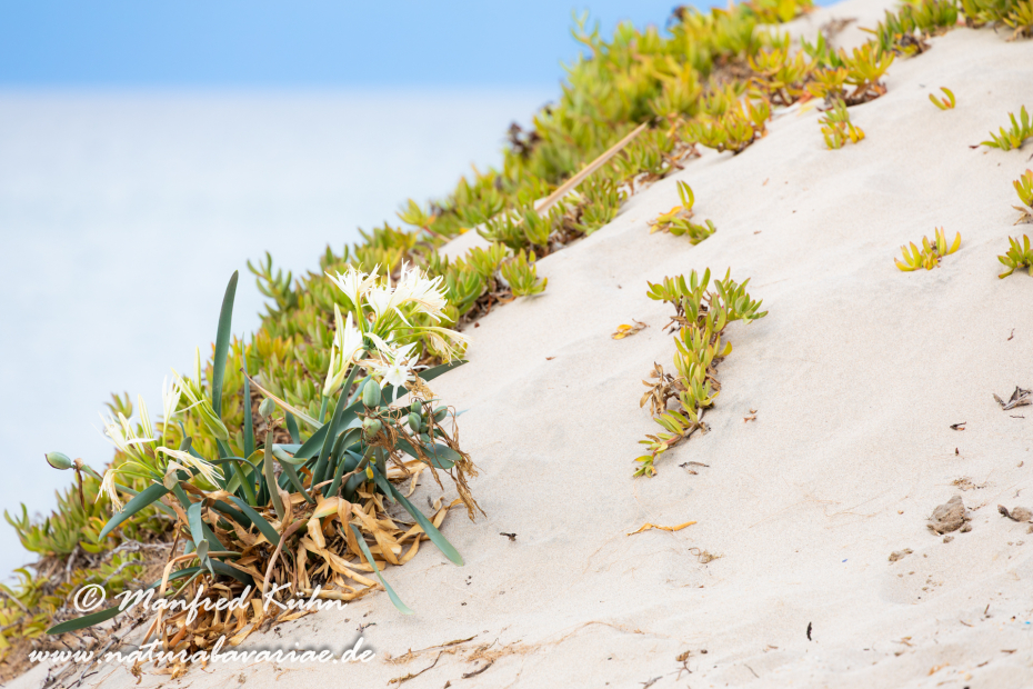 Trichternarzisse (Dünen-)_0025