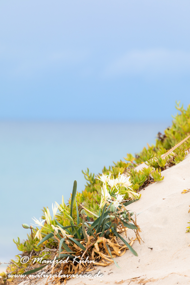 Trichternarzisse (Dünen-)_0029