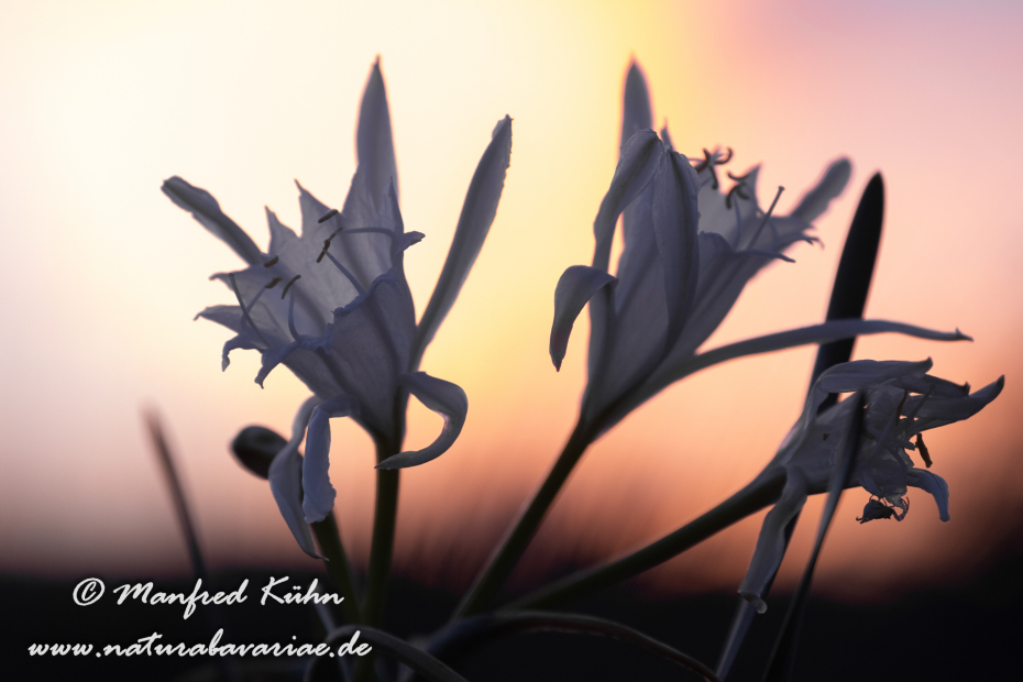 Trichternarzisse (Dünen-)_0030