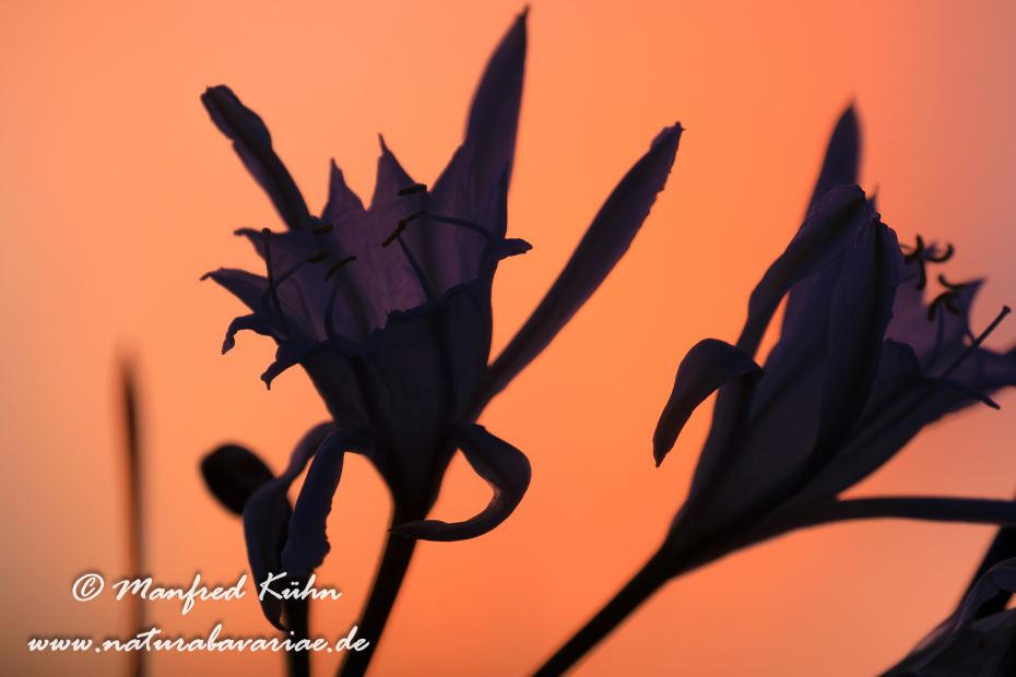 Trichternarzisse (Dünen-)_0032