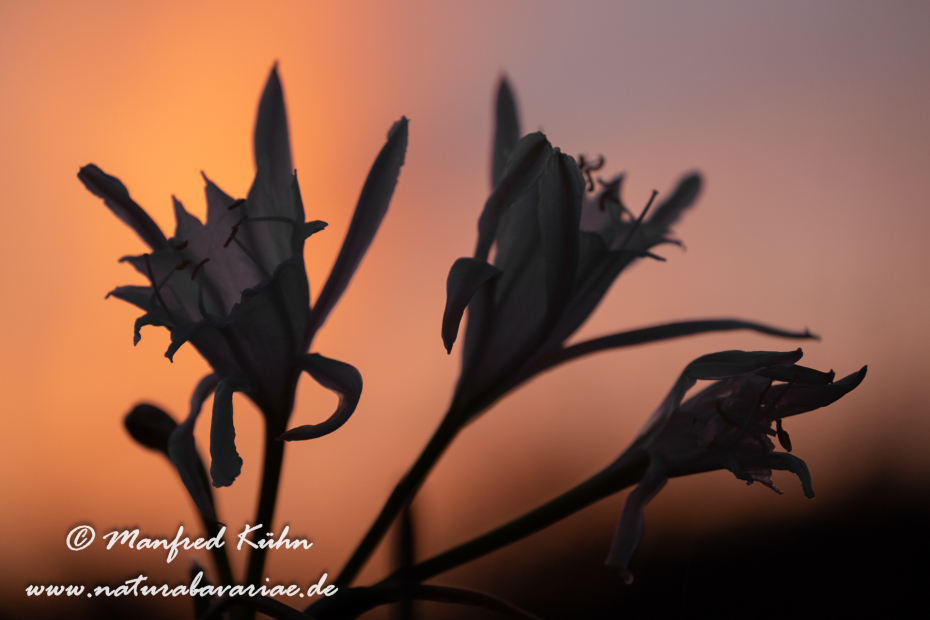 Trichternarzisse (Dünen-)_0034