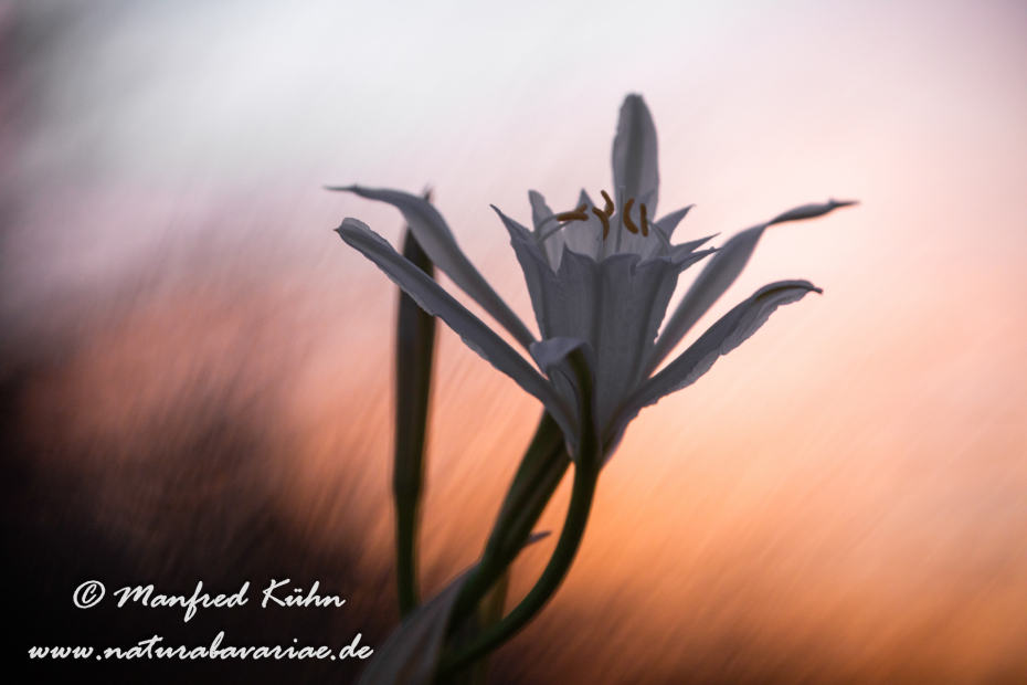 Trichternarzisse (Dünen-)_0036