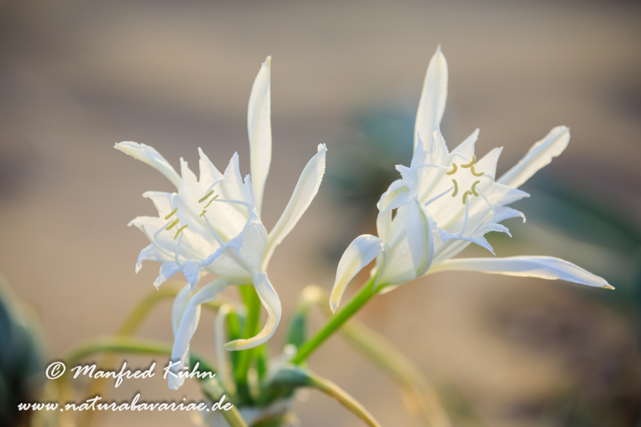 Trichternarzisse (Dünen-)_0047