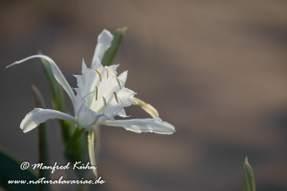 Trichternarzisse (Dünen-)_0049