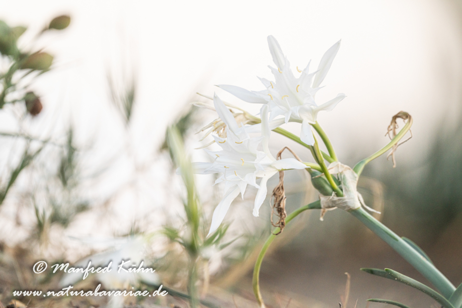 Trichternarzisse (Dünen-)_0052