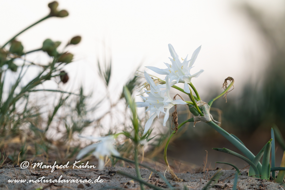 Trichternarzisse (Dünen-)_0055