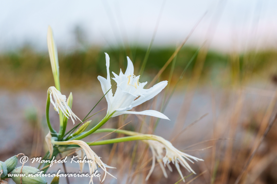 Trichternarzisse (Dünen-)_0056