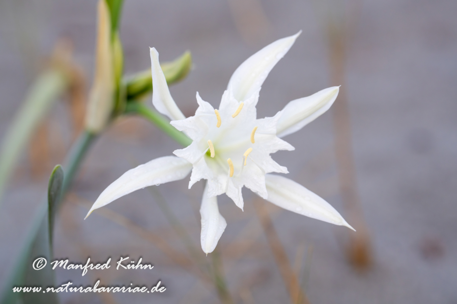 Trichternarzisse (Dünen-)_0059