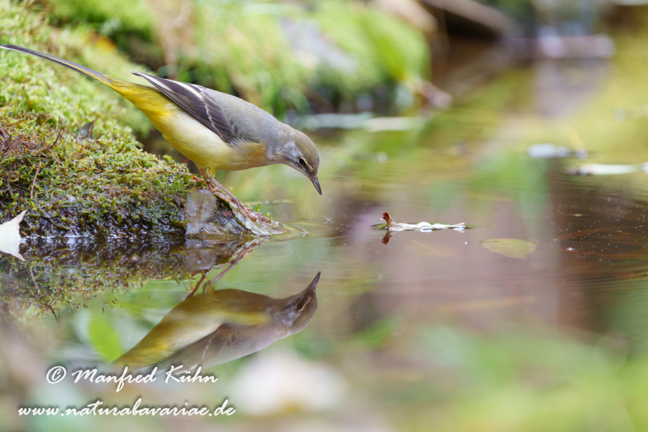 Gebirgsstelze ()_0155