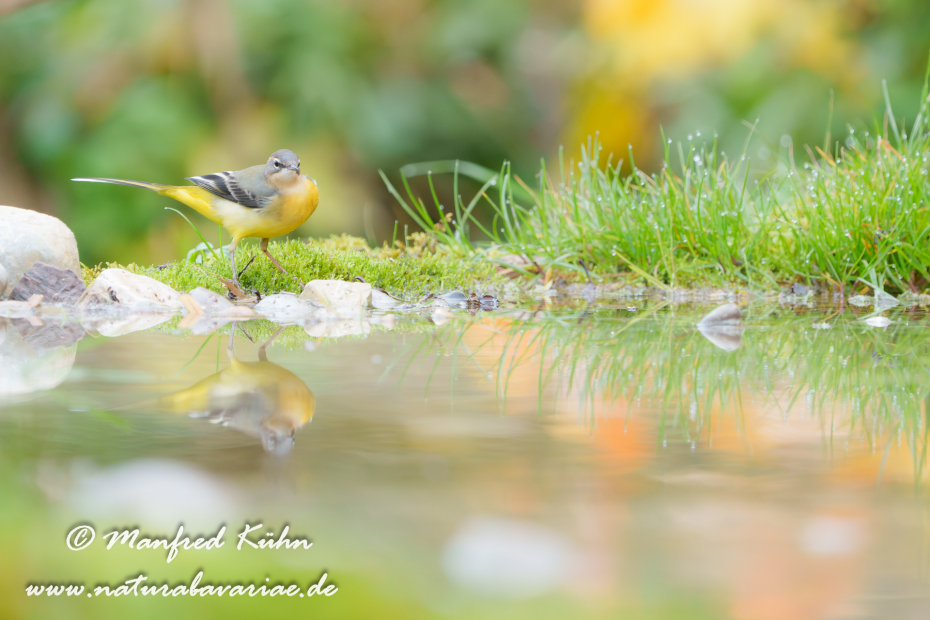 Gebirgsstelze ()_0166