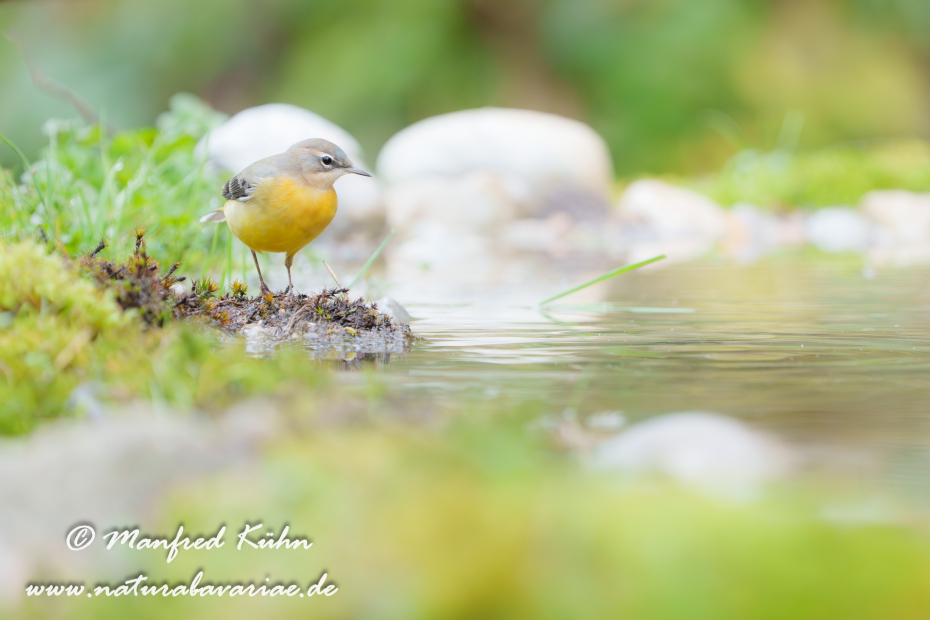 Gebirgsstelze ()_0170