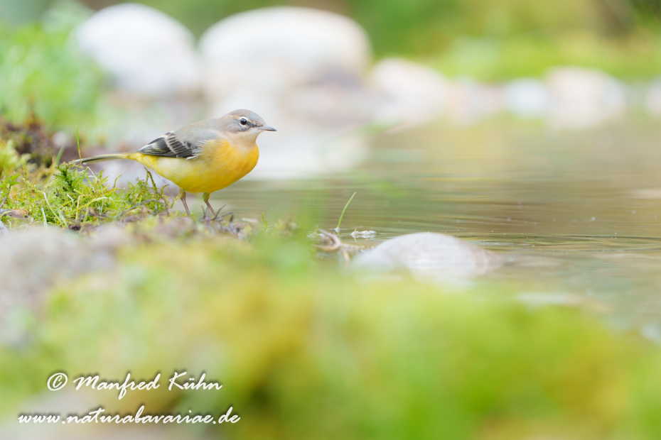 Gebirgsstelze ()_0176