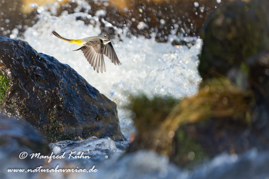 Gebirgsstelze ()_0142