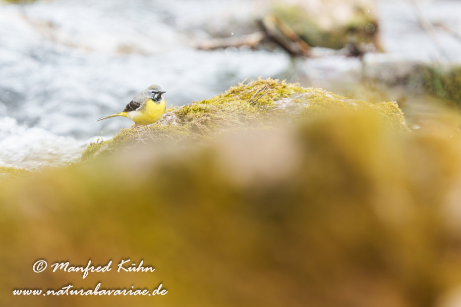 Gebirgsstelze ()_0146