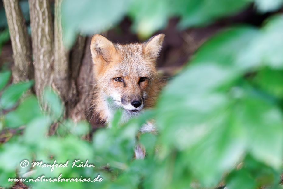 Rotfuchs ()_0023