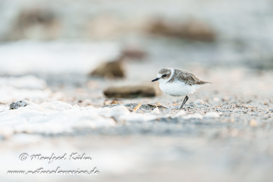 Seeregenpfeiffer ()_0081