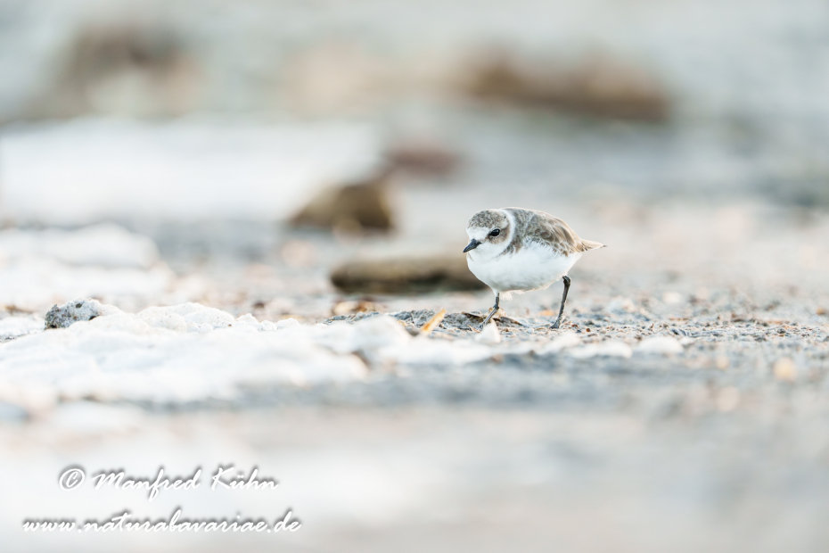 Seeregenpfeiffer ()_0082