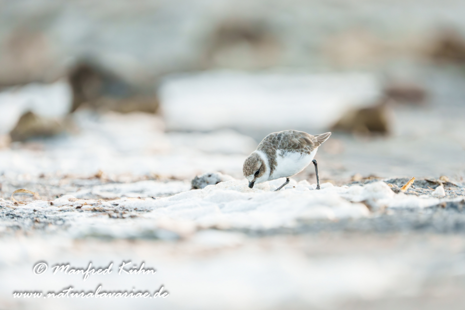 Seeregenpfeiffer ()_0085