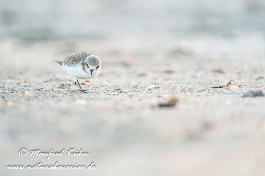 Seeregenpfeiffer ()_0089