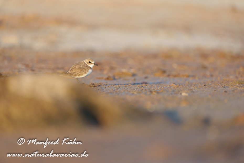 Seeregenpfeiffer ()_0101