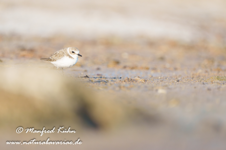 Seeregenpfeiffer ()_0106