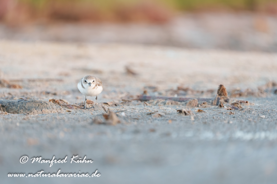 Seeregenpfeiffer ()_0116