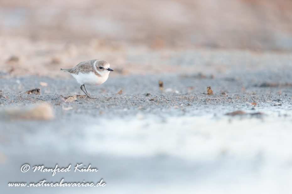 Seeregenpfeiffer ()_0117