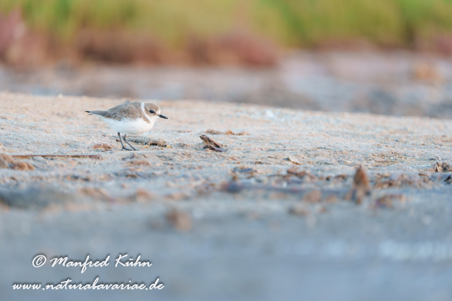 Seeregenpfeiffer ()_0120