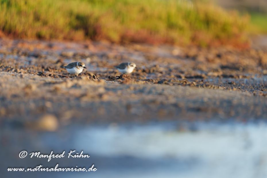 Seeregenpfeiffer ()_0124