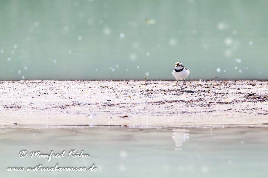 Flussregenpfeifer ()_0063