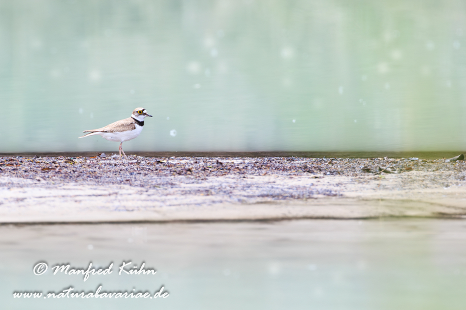 Flussregenpfeifer ()_0065