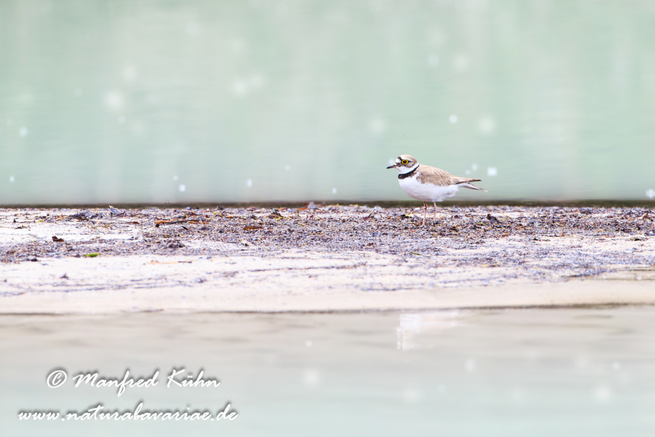 Flussregenpfeiffer ()_0068