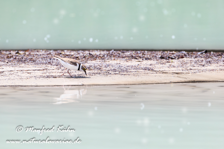 Flussregenpfeiffer ()_0070