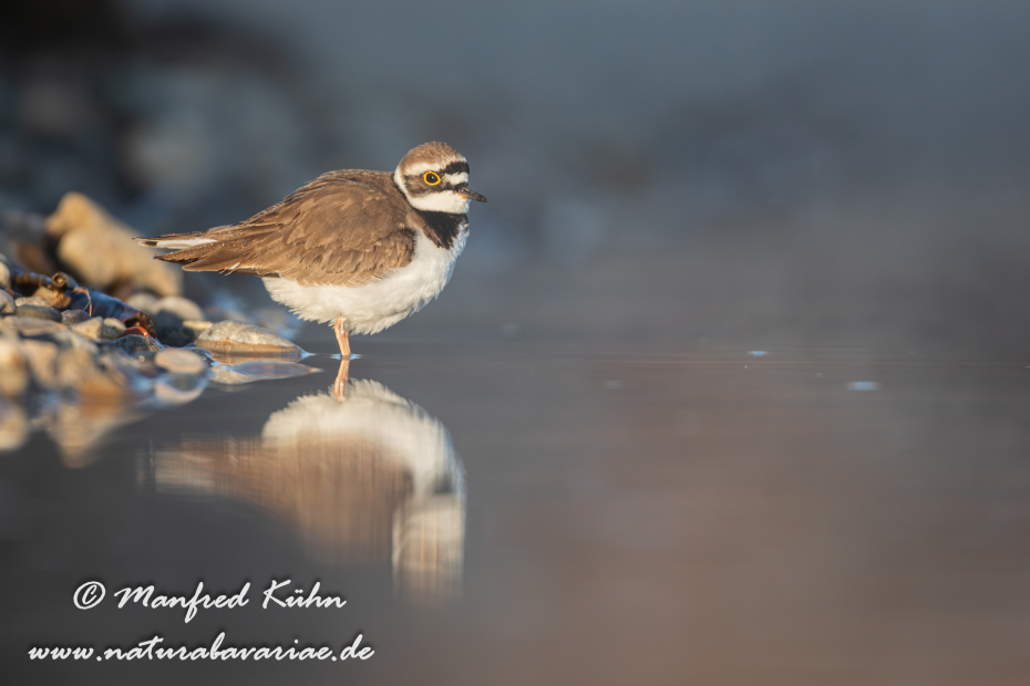 Flussregenpfeiffer ()_0085