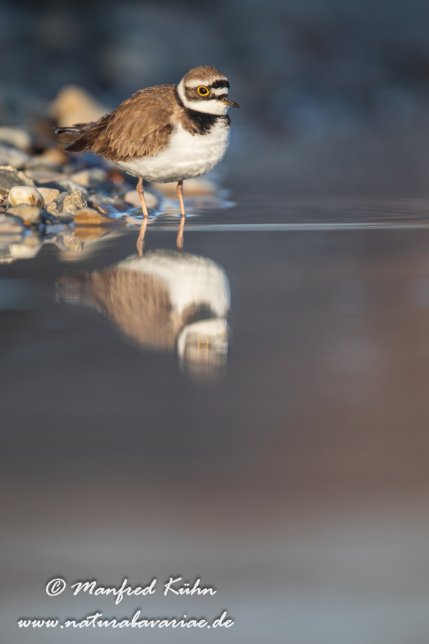 Flussregenpfeiffer ()_0090