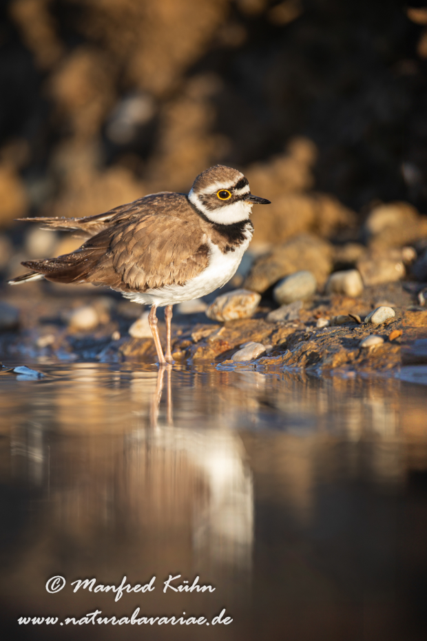 Flussregenpfeiffer ()_0095