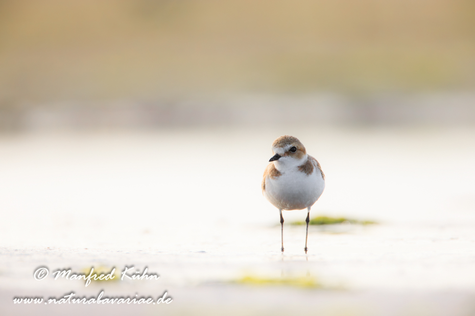 Seeregenpfeiffer ()_0007