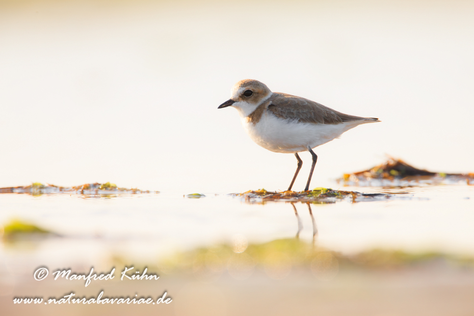 Seeregenpfeiffer ()_0013