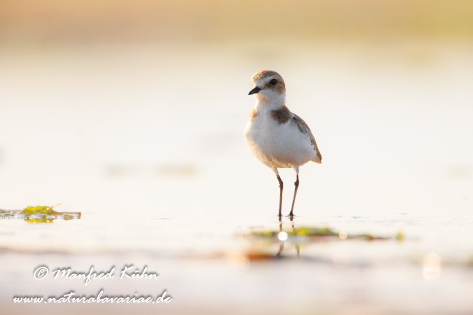 Seeregenpfeiffer ()_0018