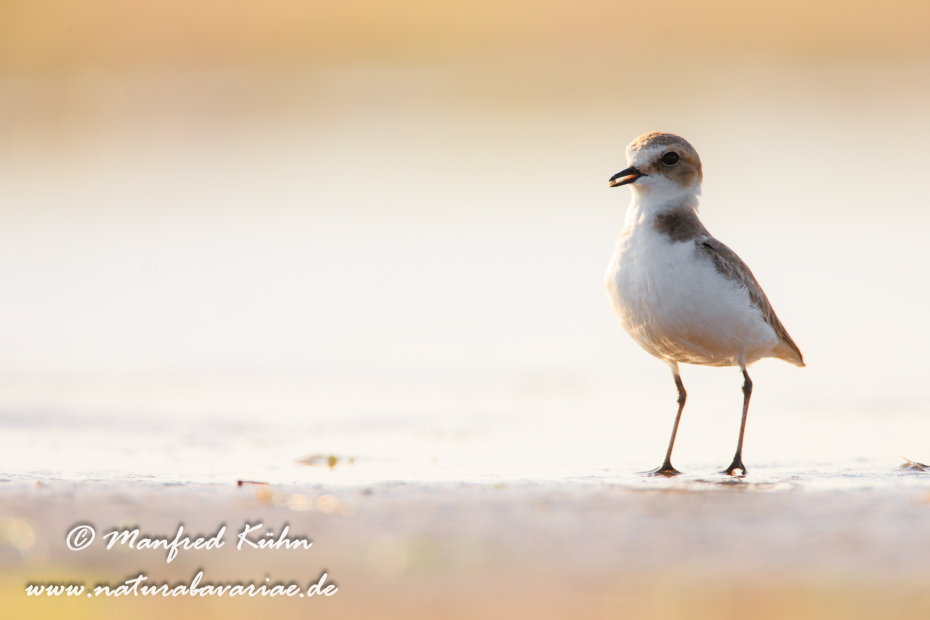 Seeregenpfeiffer ()_0024