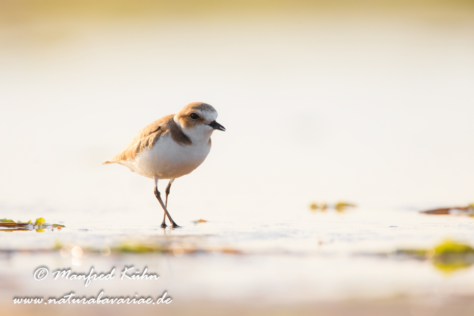 Seeregenpfeiffer ()_0026