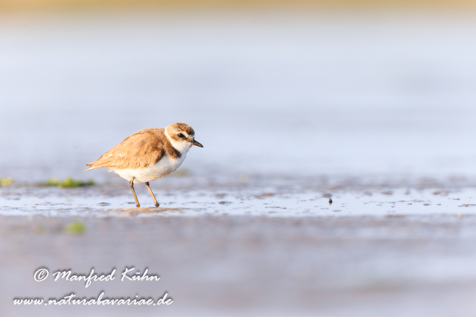 Seeregenpfeiffer ()_0037