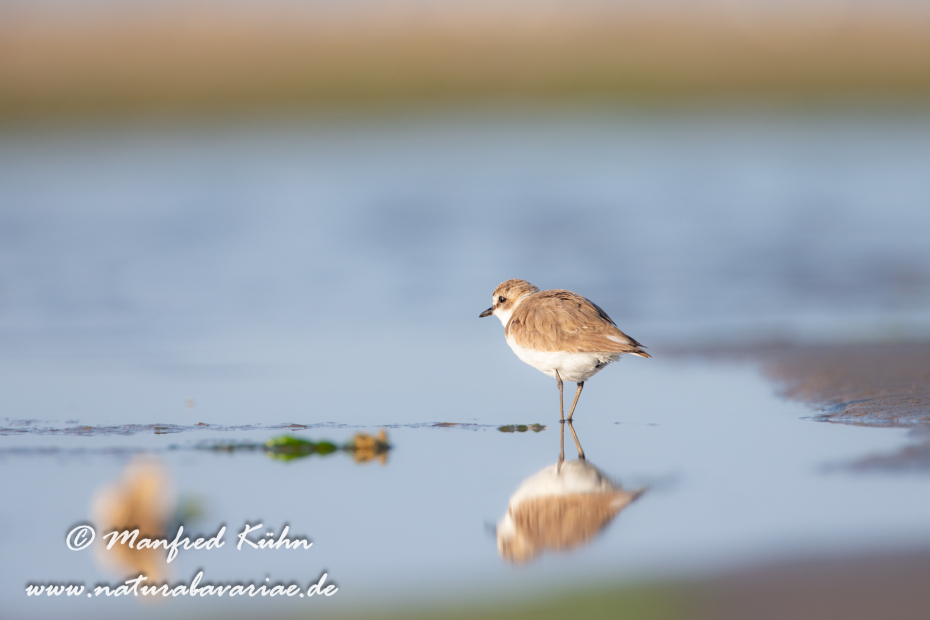 Seeregenpfeiffer ()_0038