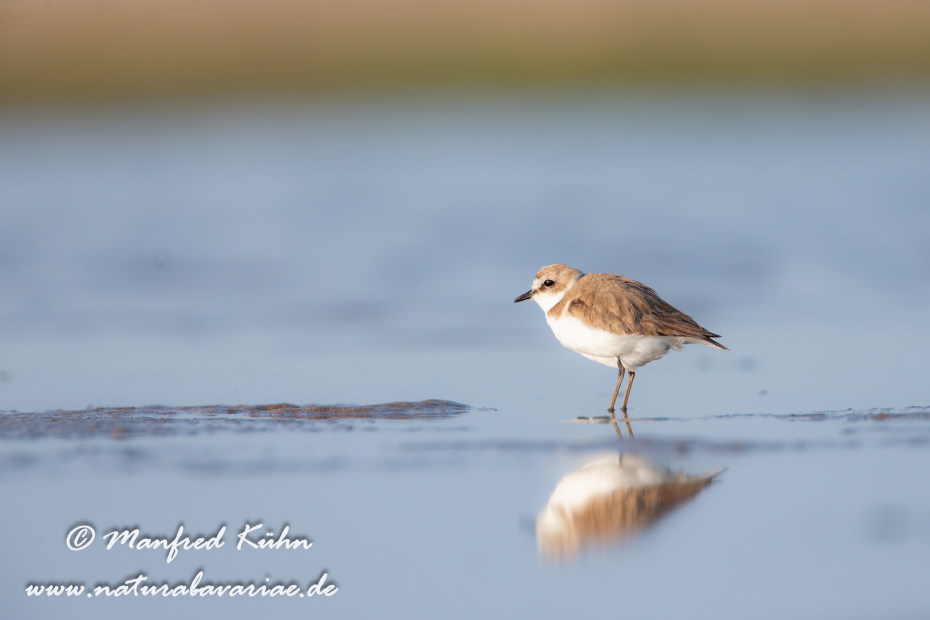 Seeregenpfeiffer ()_0039