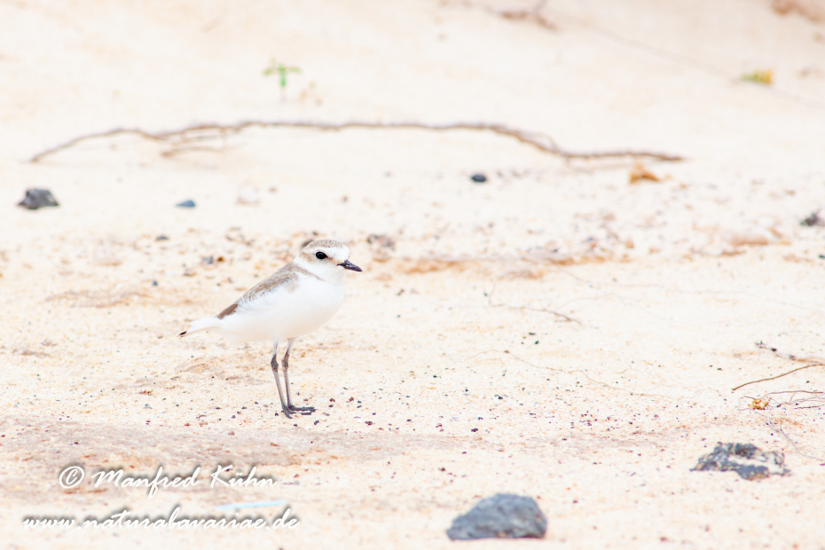 Seeregenpfeiffer ()_0044