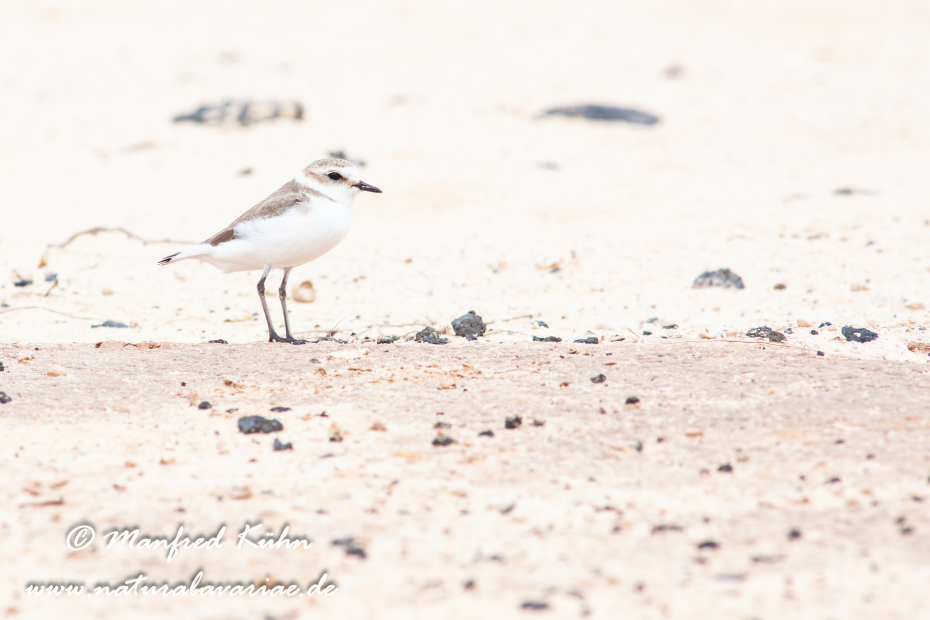 Seeregenpfeiffer ()_0045