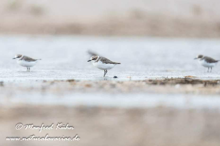 Seeregenpfeiffer ()_0047