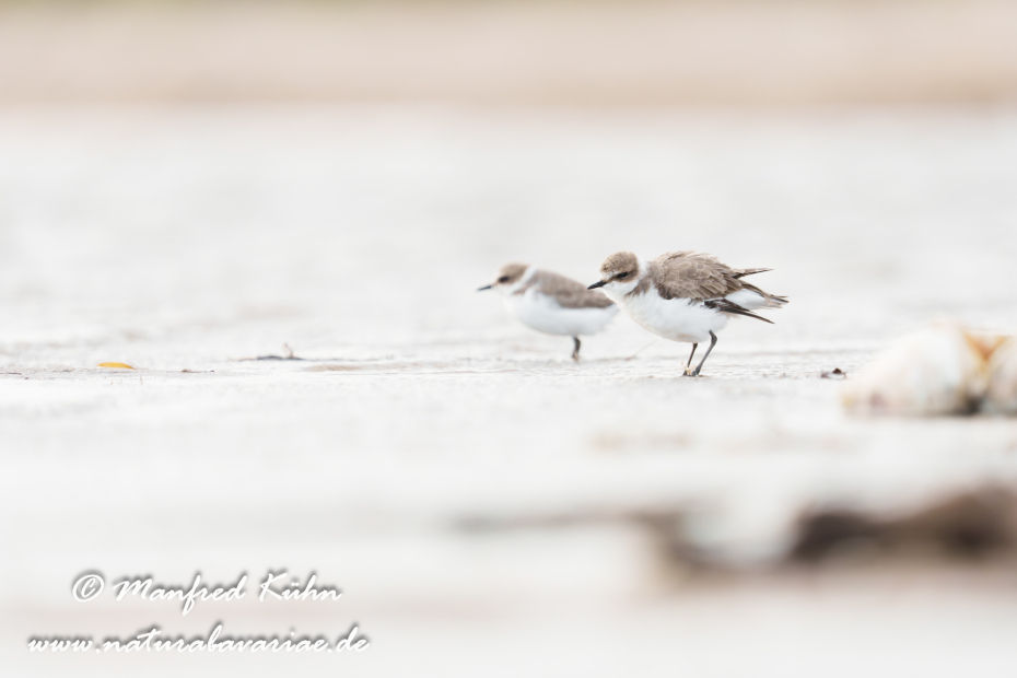 Seeregenpfeiffer ()_0048